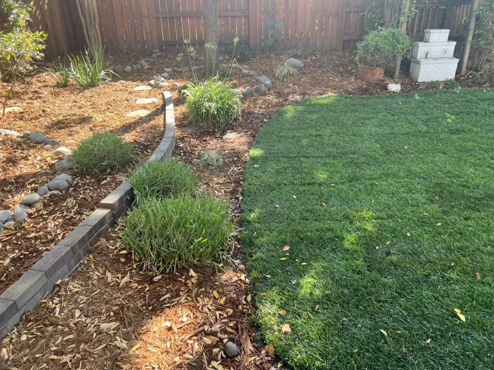 Trusted yard cleanup service in Roseville, CA by Patino landscaping