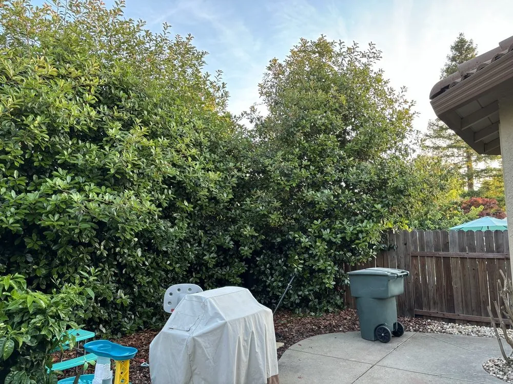 Local landscape design for beautiful yards in Roseville, CA by Patino landscaping