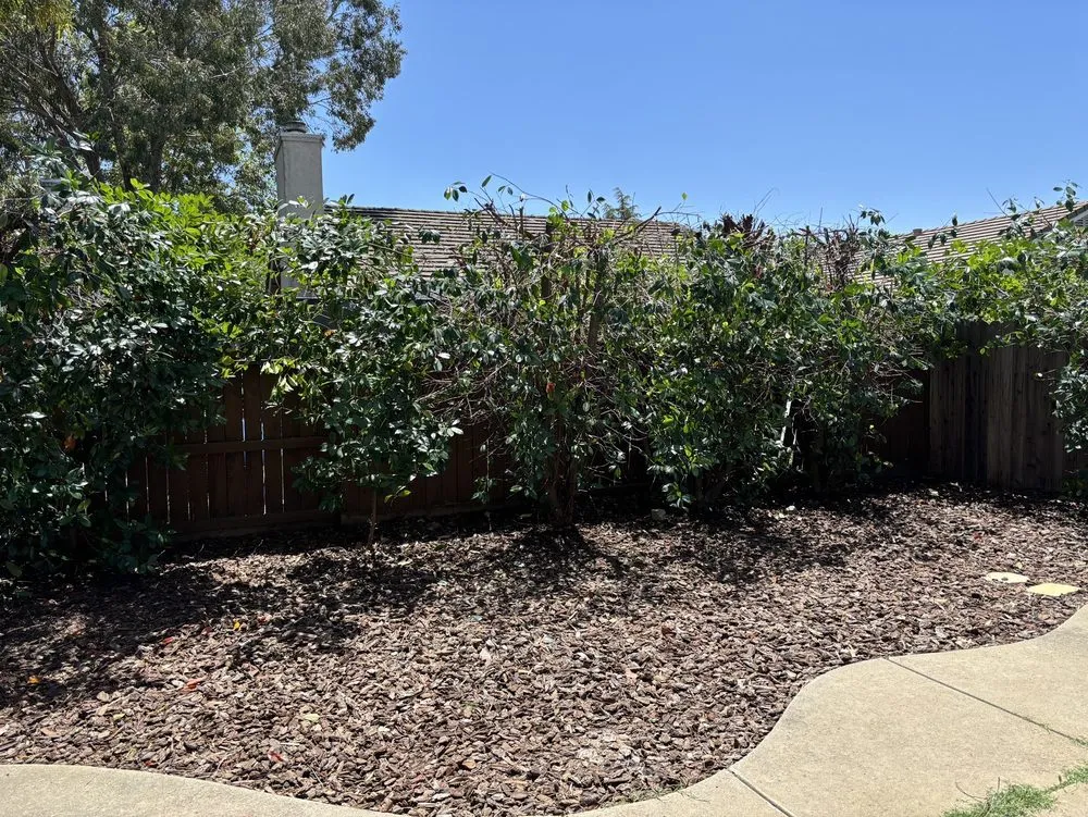 Expert landscape design in Roseville, CA - Patino landscaping