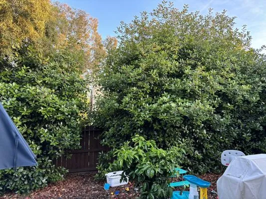 Patino landscaping Logo