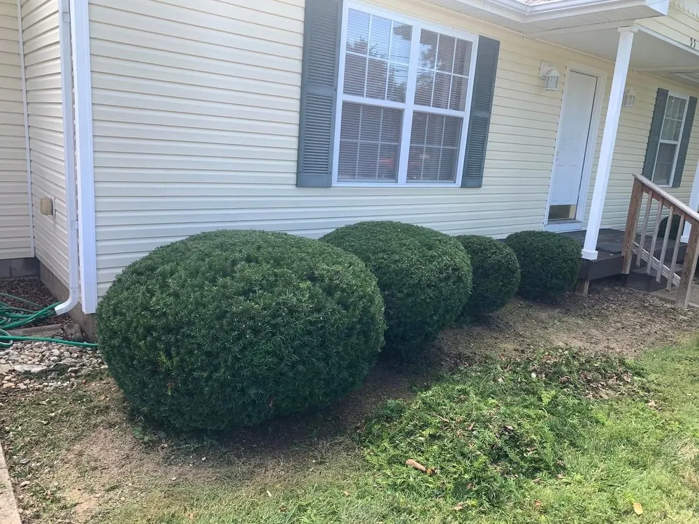 Trusted yard cleanup service in Joliet, IL - Patino's Lawn Services