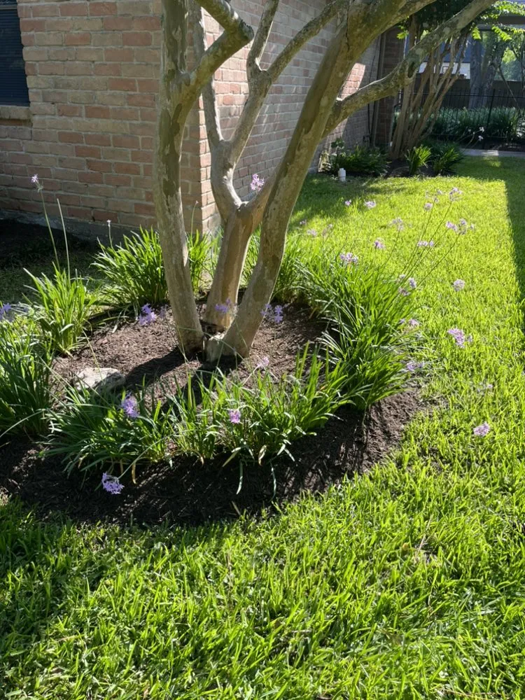 Trusted yard cleanup service in Prosper, TX by Patlan Landscape & Irrigation