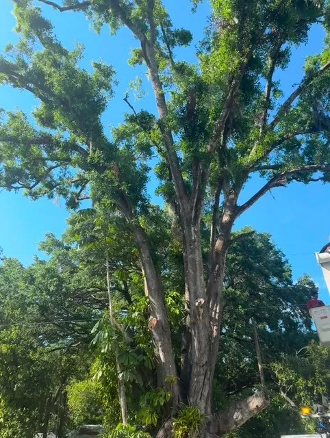 Reliable yard cleanup service in Valrico, FL by Patreon Tree Service