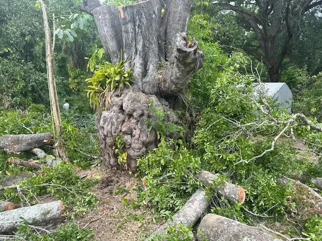 Professional outdoor landscaping in Valrico, FL by Patreon Tree Service