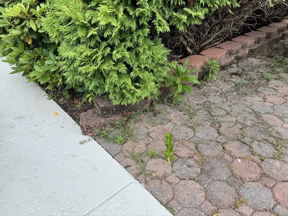 Affordable landscaping services for outdoor upgrades in Sterling, VA by Patricia Multiservices & Landscaping