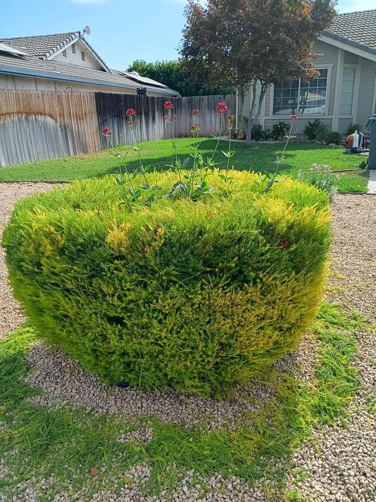 Top-rated landscape design in King City, CA by Patricio