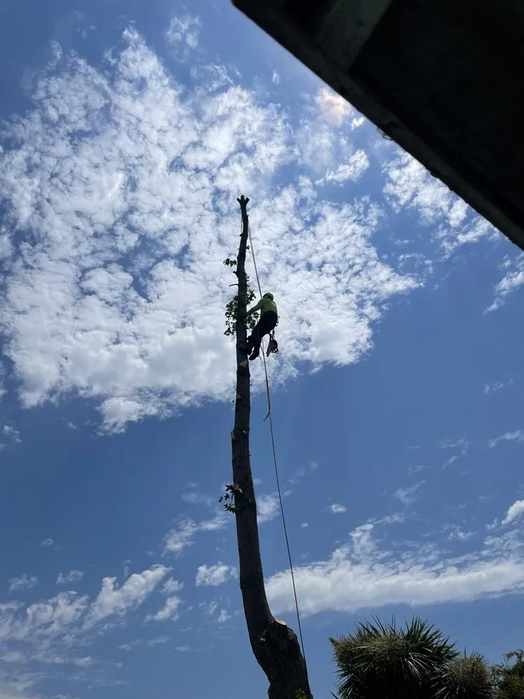 Expert landscape design in Union City, CA by Patricio's Landscaping & Gardening