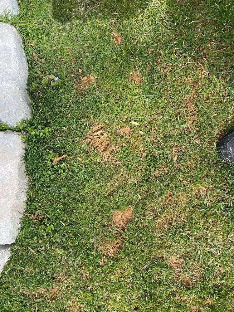 Expert garden landscaping in Rockville, MD by Patricio's Landscaping & Lawn Service