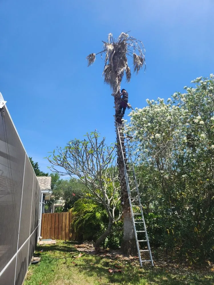 Top-rated residential landscaping in St. Petersburg, FL - Patrick Allen's Tree Services