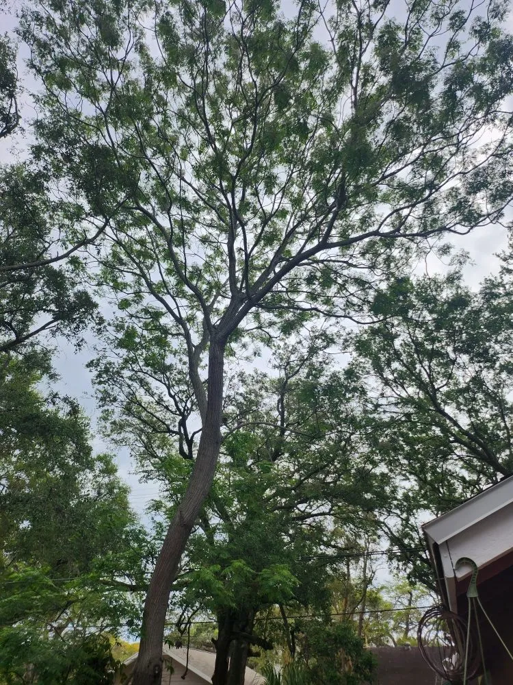 Top-rated landscape design in St. Petersburg, FL - Patrick Allen's Tree Services