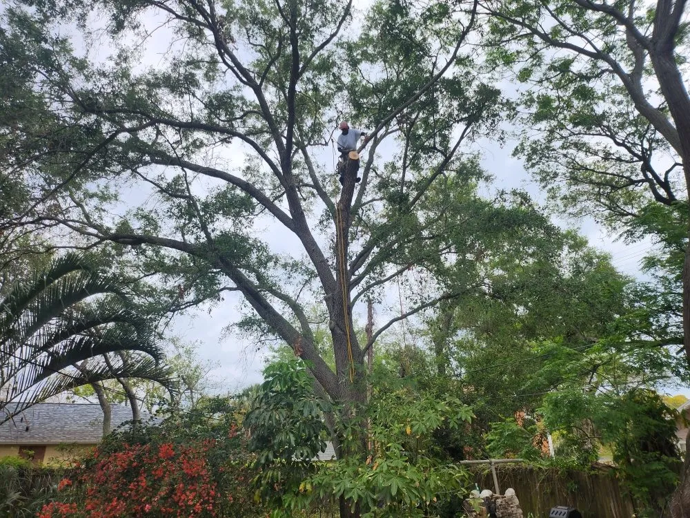 Professional residential landscaping experts serving St. Petersburg, FL - Patrick Allen's Tree Services
