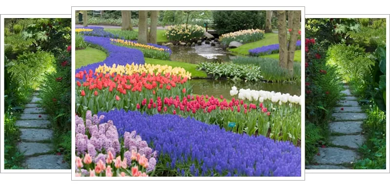 Custom yard cleanup service for beautiful yards across San Rafael, CA - Patrick Landscaping