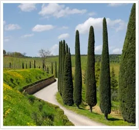 Affordable garden landscaping experts serving San Rafael, CA - Patrick Landscaping