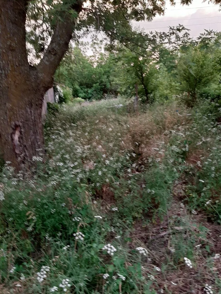 Reliable outdoor landscaping in Columbus, KS - Patrick's Lawn Care Service