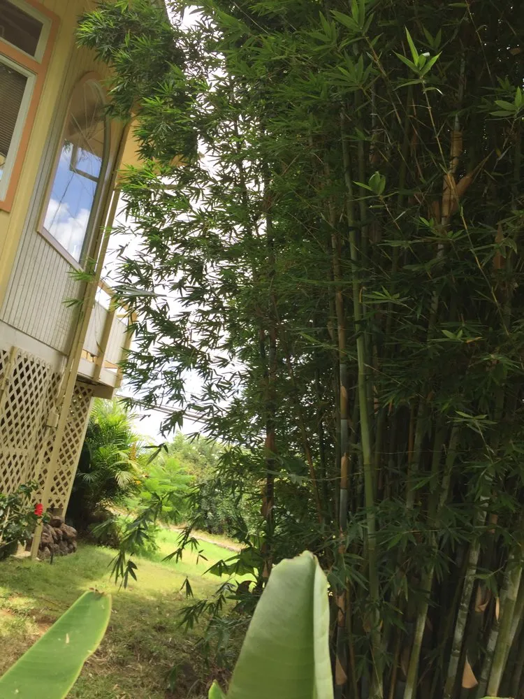 Expert yard maintenance experts serving Makawao, HI - Patrick's Yard Care