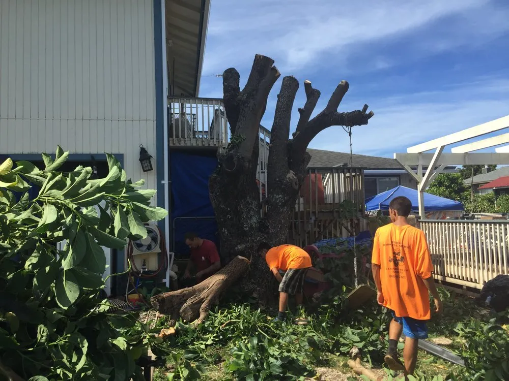 Expert yard cleanup service in Makawao, HI - Patrick's Yard Care