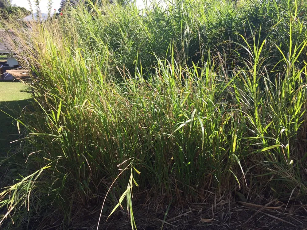 Custom yard cleanup service for outdoor upgrades across Makawao, HI - Patrick's Yard Care