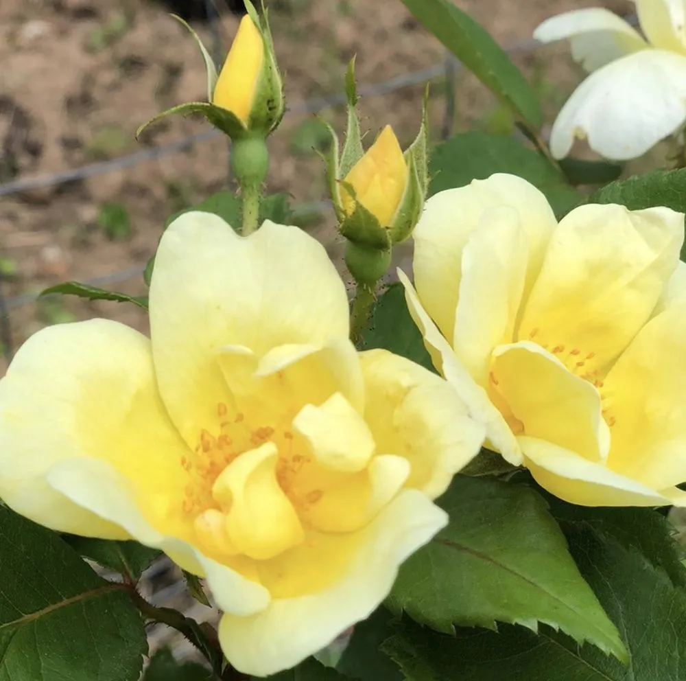 Expert residential landscaping for beautiful yards across Clinton, NY - Patriot Gardens