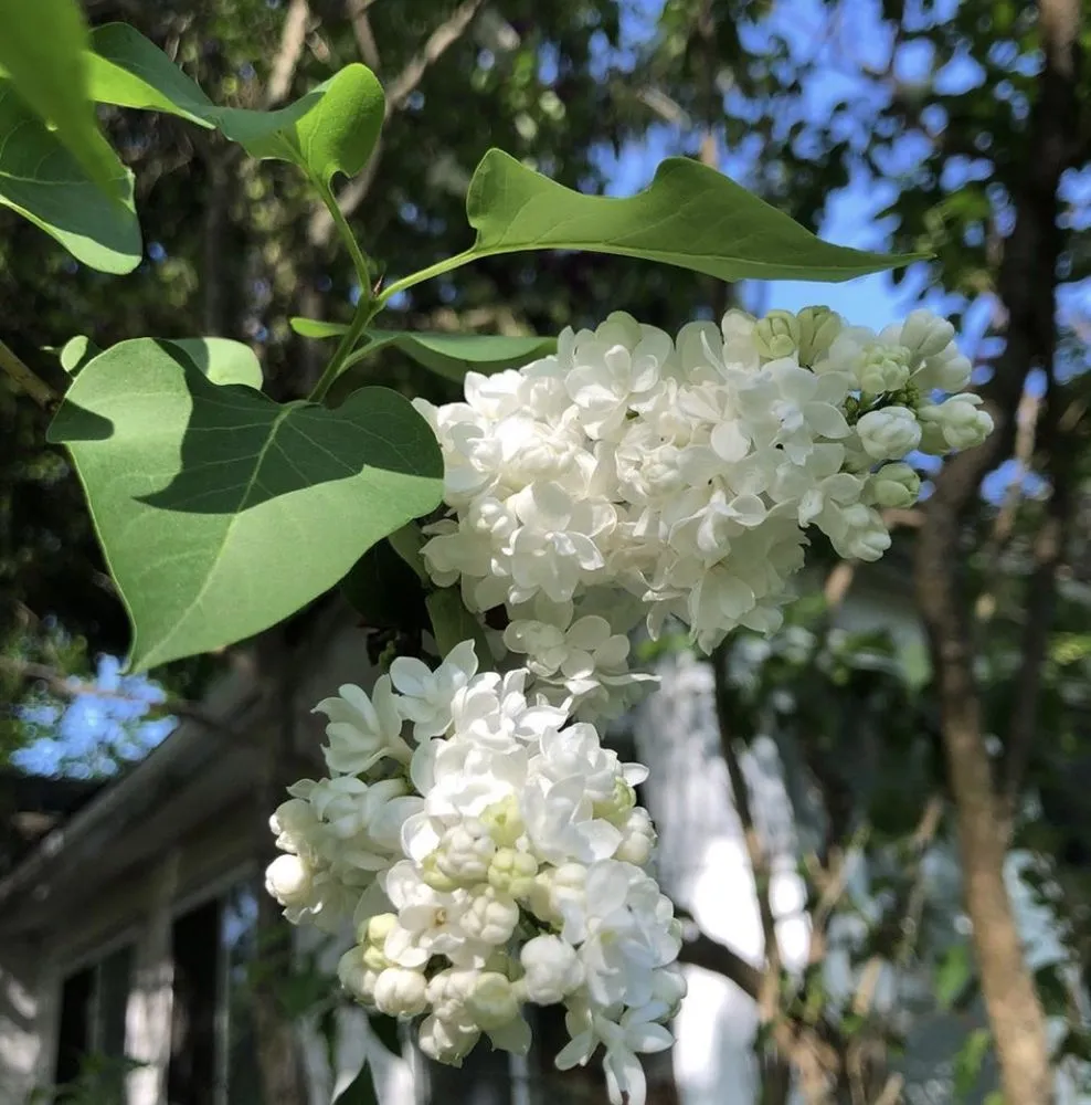 Local garden landscaping for residential properties across Clinton, NY - Patriot Gardens