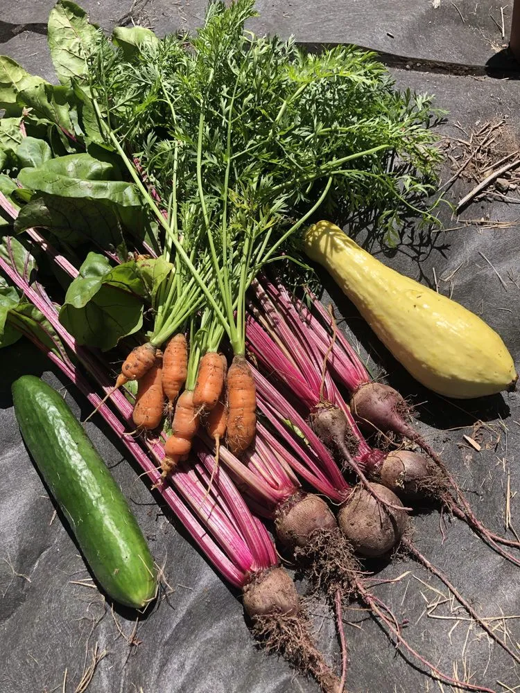 Custom garden landscaping for beautiful yards across Clinton, NY - Patriot Gardens