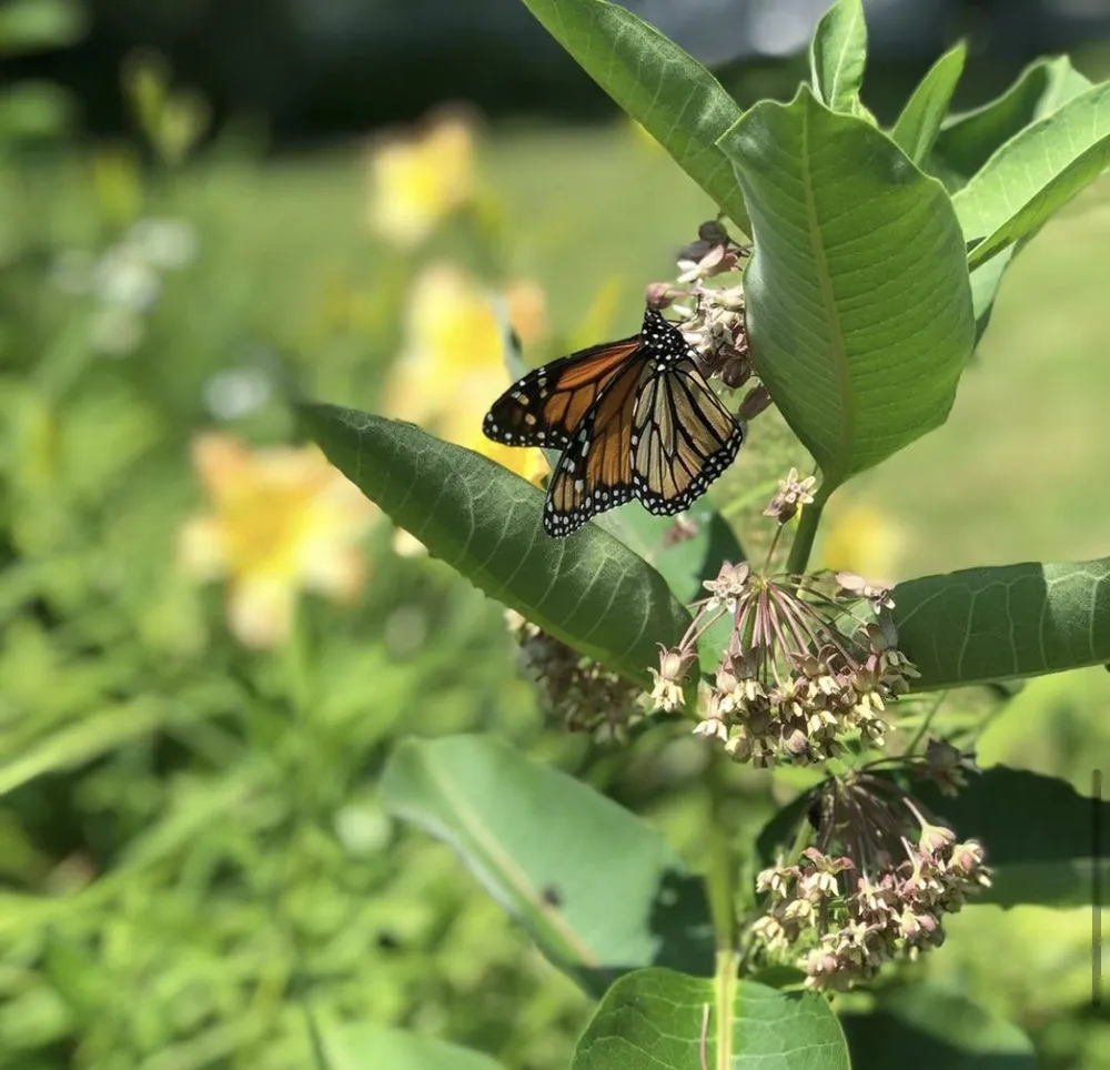 Custom lawn care service experts serving Clinton, NY - Patriot Gardens