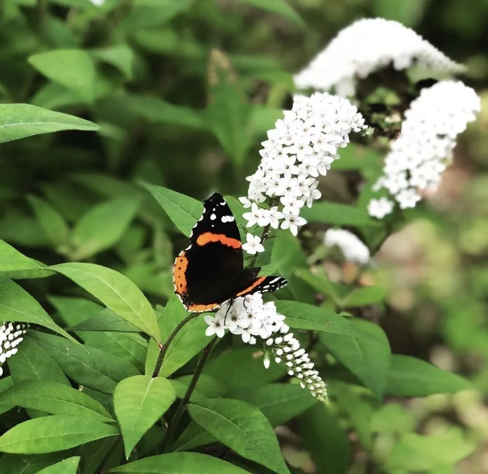 Top-rated garden landscaping in Clinton, NY - Patriot Gardens