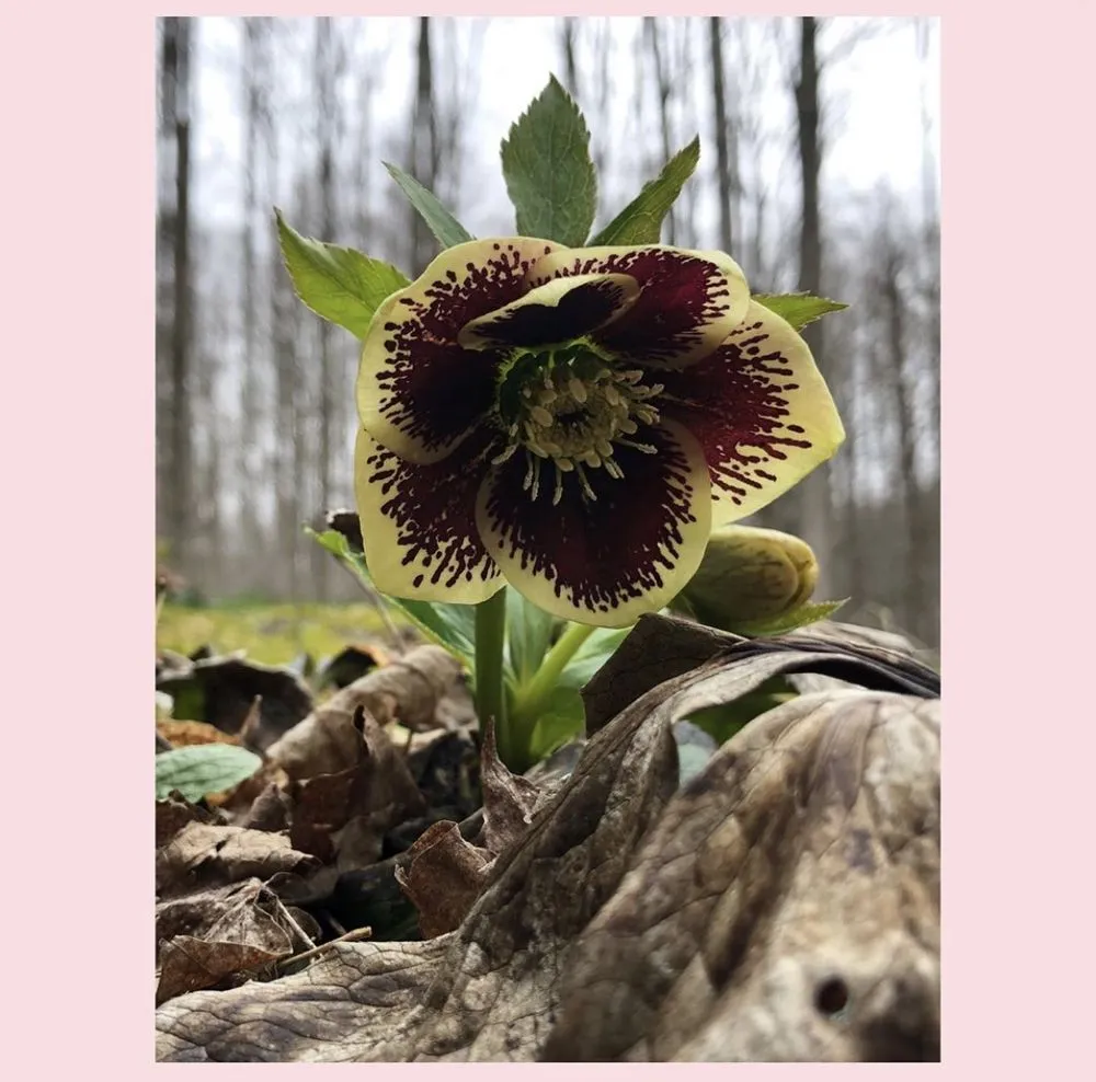 Custom yard cleanup service in Clinton, NY by Patriot Gardens