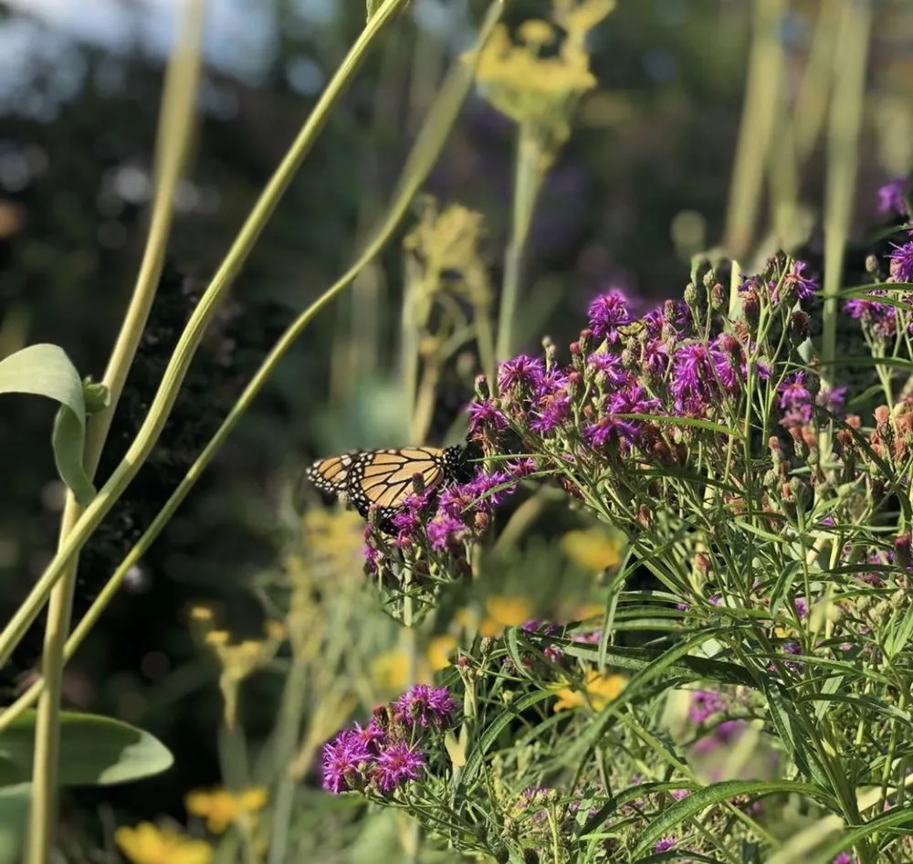 Trusted landscaping services in Clinton, NY by Patriot Gardens