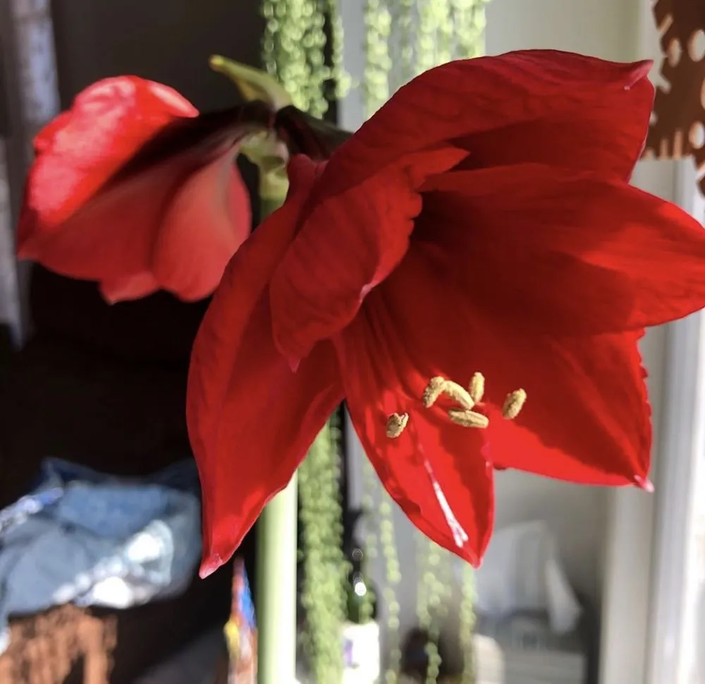 Expert lawn care service in Clinton, NY - Patriot Gardens