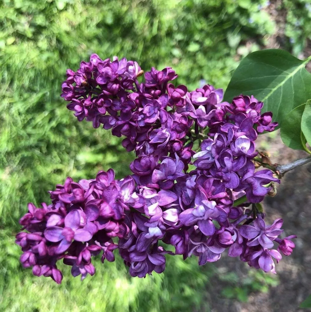 Expert outdoor landscaping for beautiful yards in Clinton, NY by Patriot Gardens