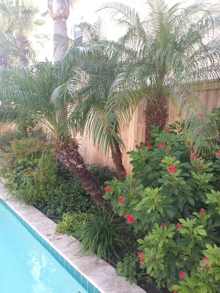 Top-rated yard cleanup service experts serving Corpus Christi, TX - Patriot Landscape Pro