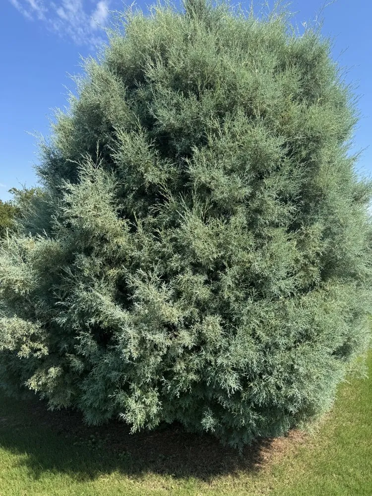 Custom yard cleanup service in Owasso, OK - Patriot Lawn and Pest