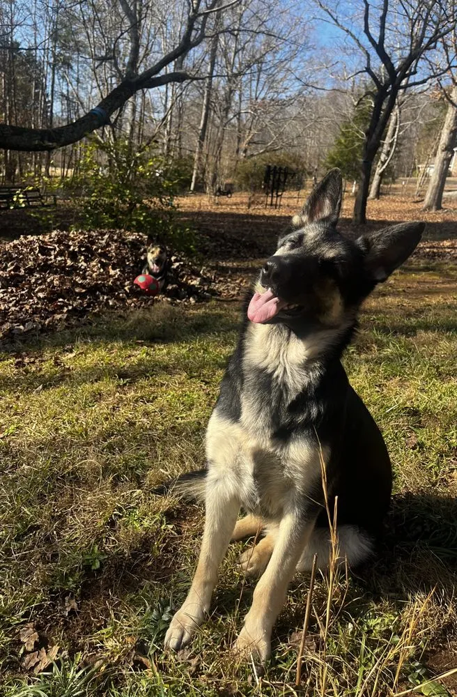 Trusted residential landscaping in Easley, SC by Patriot Lawn Care & Property Solutions