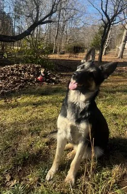 Patriot Lawn Care & Property Solutions Logo