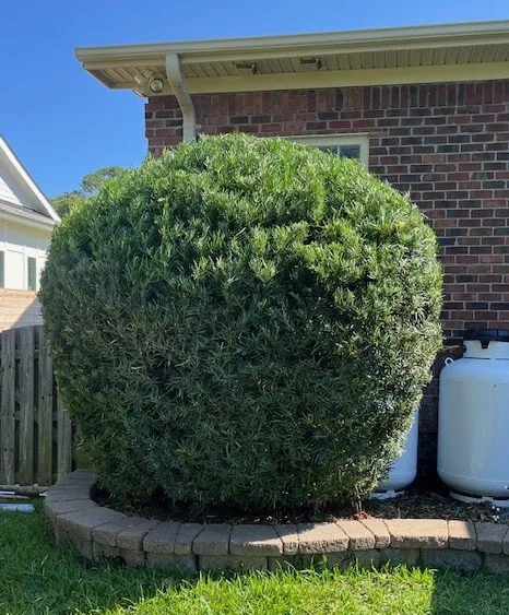 Trusted outdoor landscaping near you in Ocean Isle Beach, NC by Patriot Lawn