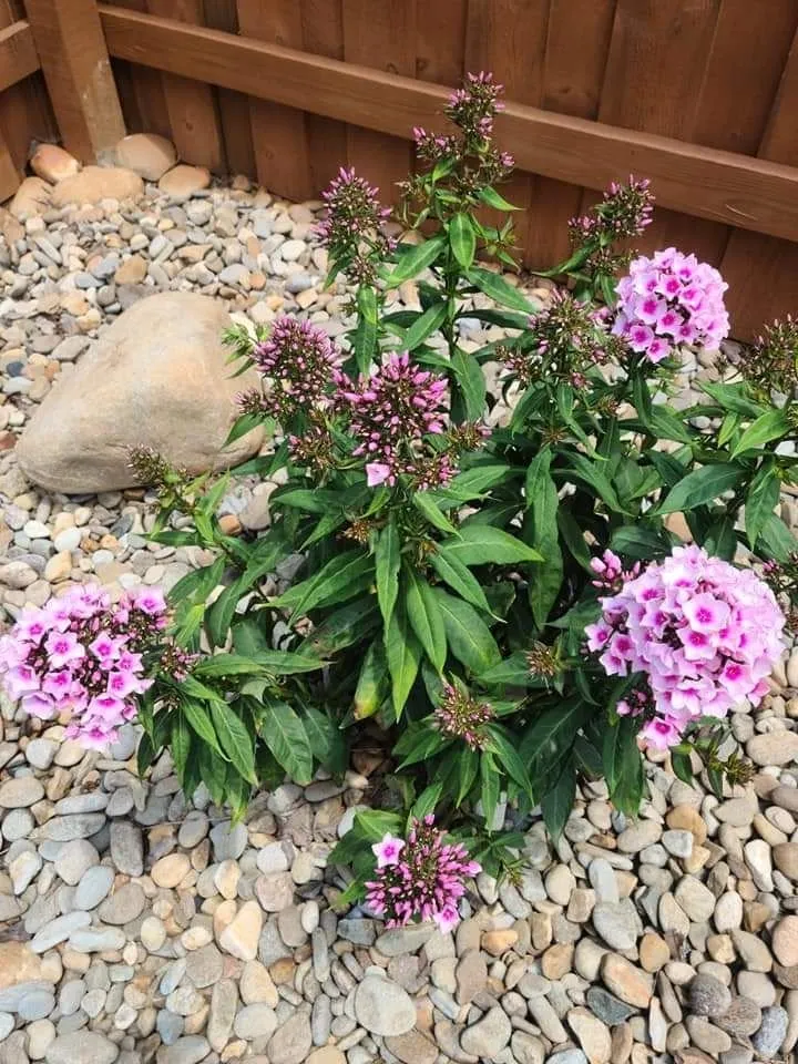 Trusted landscaping services for homes in Sevierville, TN by Patriot Lawncare and Landscaping