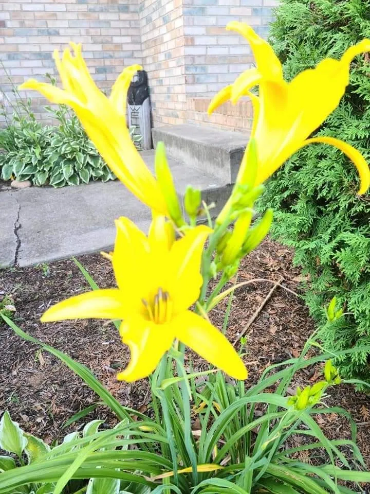 Top-rated yard maintenance experts serving Sevierville, TN - Patriot Lawncare and Landscaping