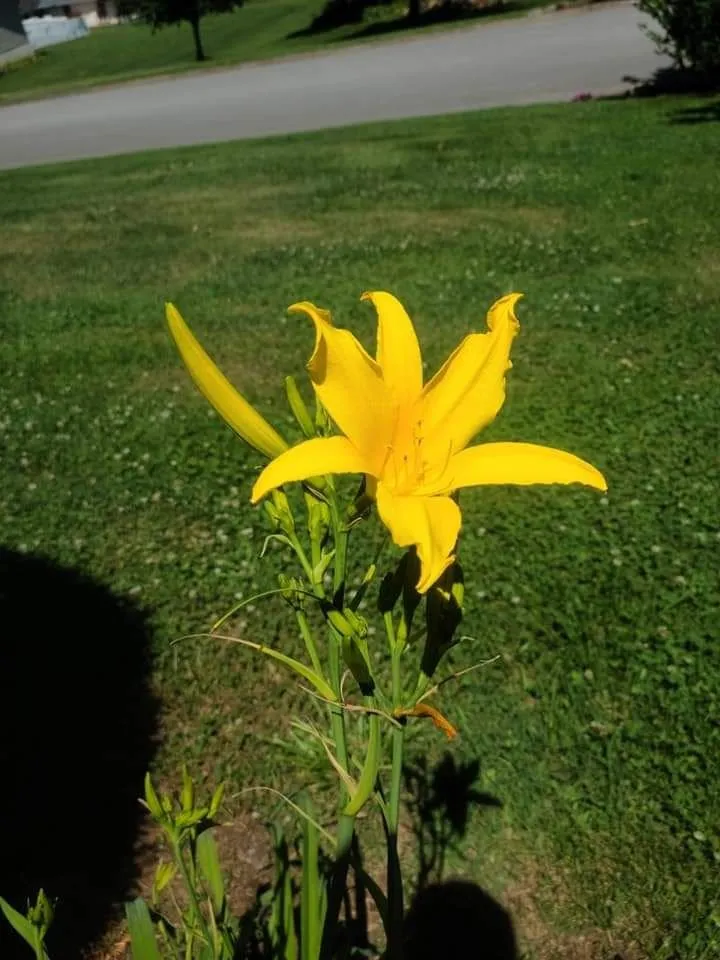 Professional landscape installation experts serving Sevierville, TN - Patriot Lawncare and Landscaping