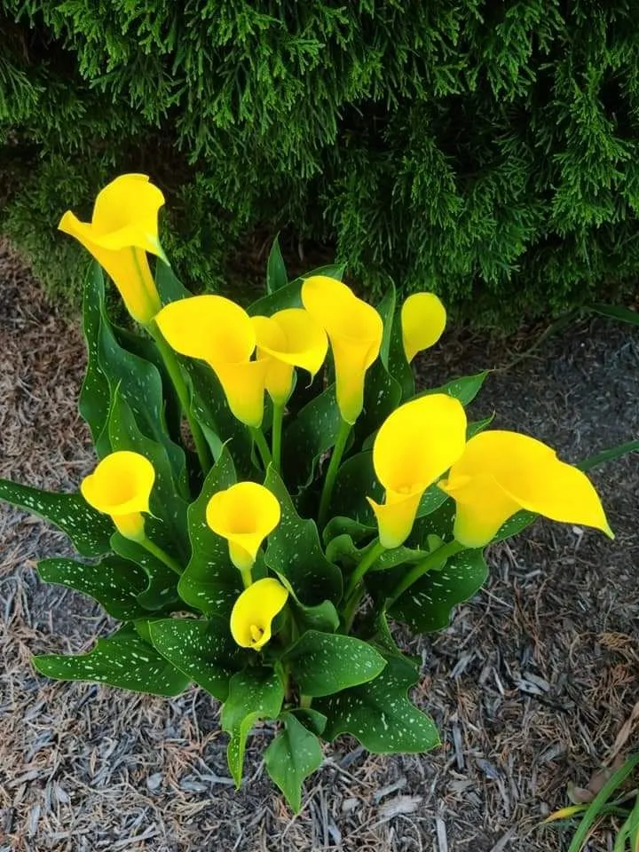 Top-rated yard maintenance experts serving Sevierville, TN - Patriot Lawncare and Landscaping