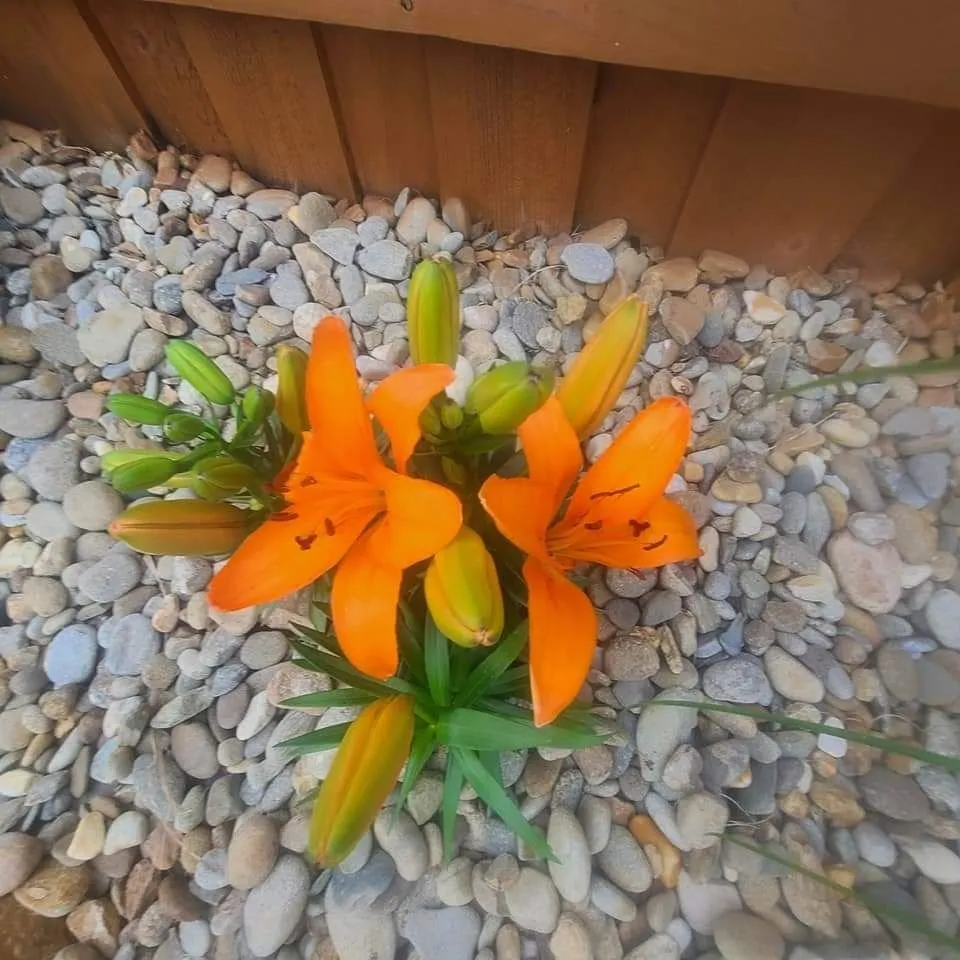 Trusted landscaping services experts serving Sevierville, TN - Patriot Lawncare and Landscaping