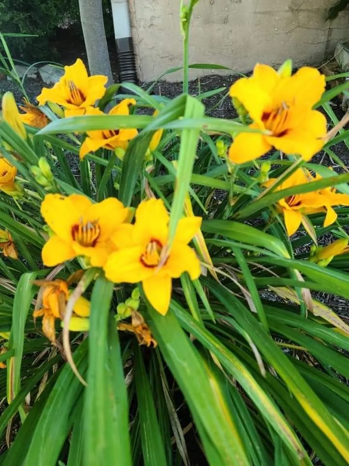 Trusted landscape installation experts serving Sevierville, TN - Patriot Lawncare and Landscaping