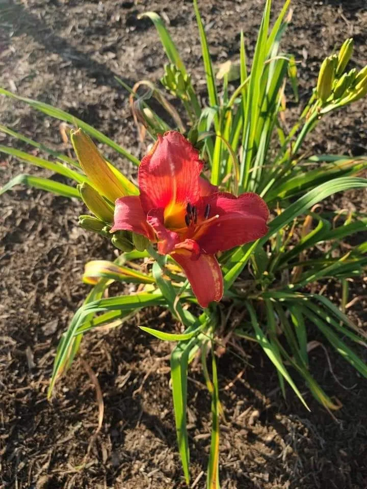 Local yard maintenance experts serving Sevierville, TN - Patriot Lawncare and Landscaping