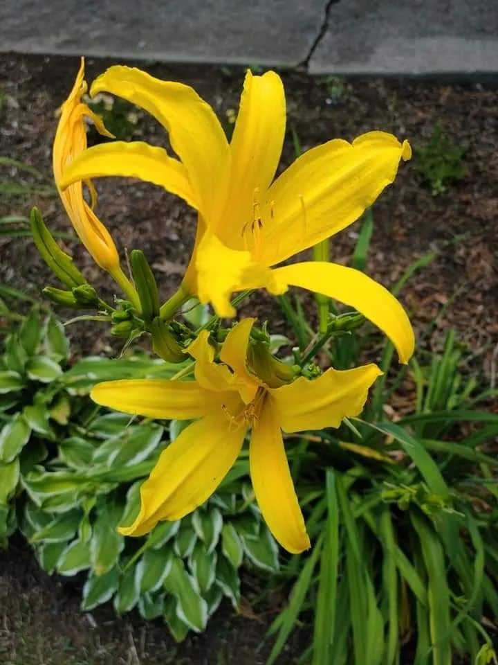 Local lawn care service in Sevierville, TN by Patriot Lawncare and Landscaping