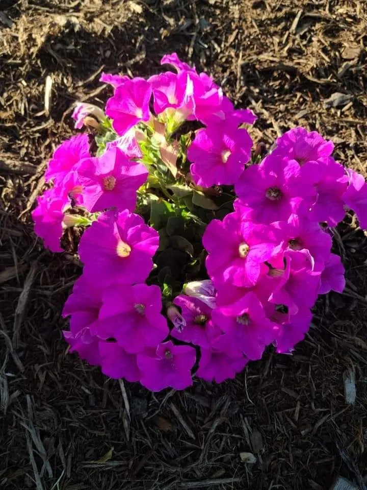 Professional residential landscaping for year-round maintenance in Sevierville, TN by Patriot Lawncare and Landscaping