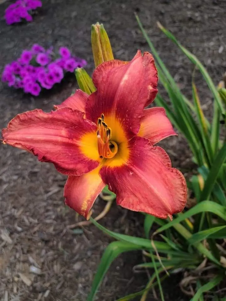 Professional landscaping services with custom design across Sevierville, TN - Patriot Lawncare and Landscaping