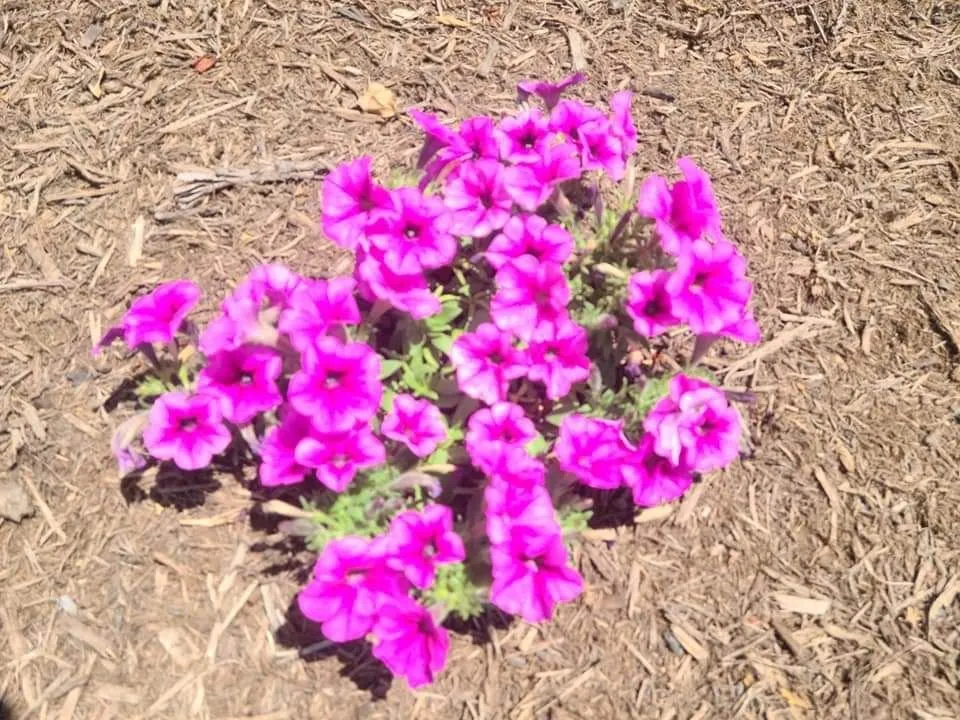 Affordable landscaping services experts serving Sevierville, TN - Patriot Lawncare and Landscaping