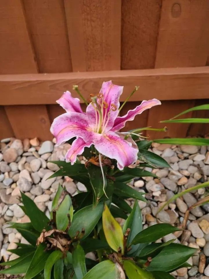 Professional landscaping services experts serving Sevierville, TN - Patriot Lawncare and Landscaping