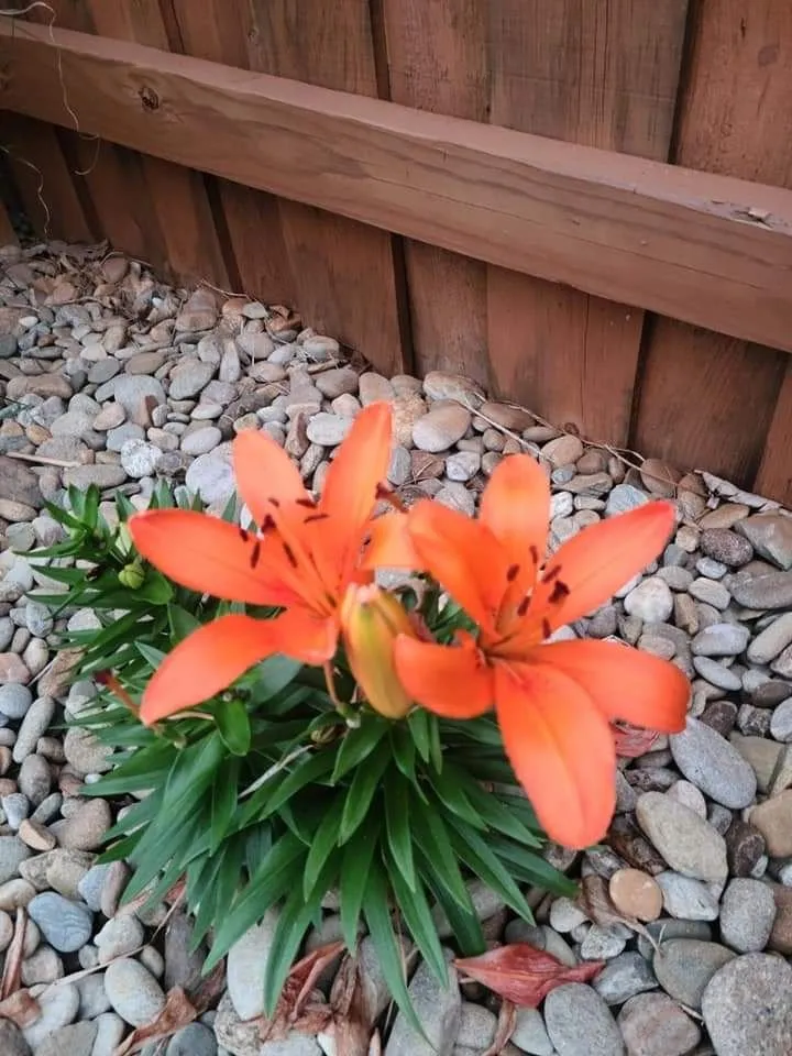 Top-rated residential landscaping in Sevierville, TN - Patriot Lawncare and Landscaping