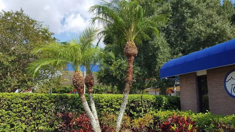 Affordable lawn mowing service experts serving Sarasota, FL - Patriot Lawns