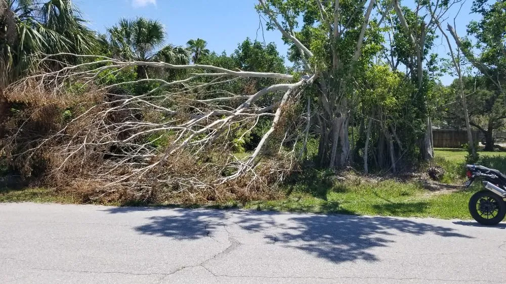 Trusted lawn care service in Sarasota, FL - Patriot Lawns